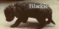 Blackie