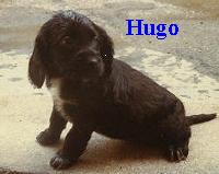 Hugo